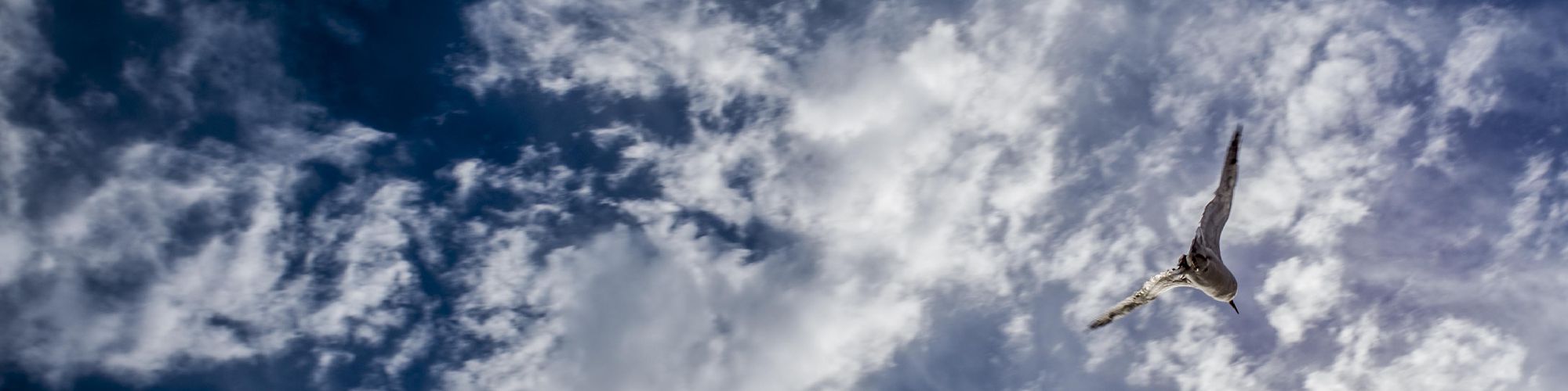 company-banner-image