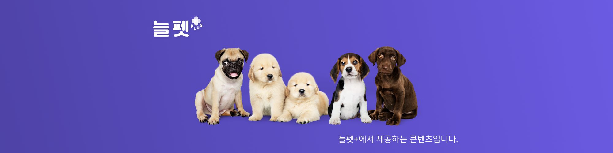 company-banner-image