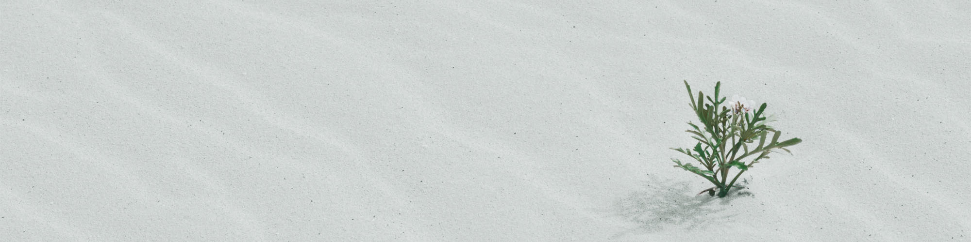 company-banner-image