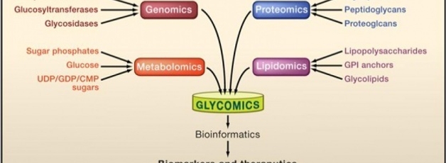 생명의 달콤한 언어 sugar code of life : Glycomics, Glycoscience