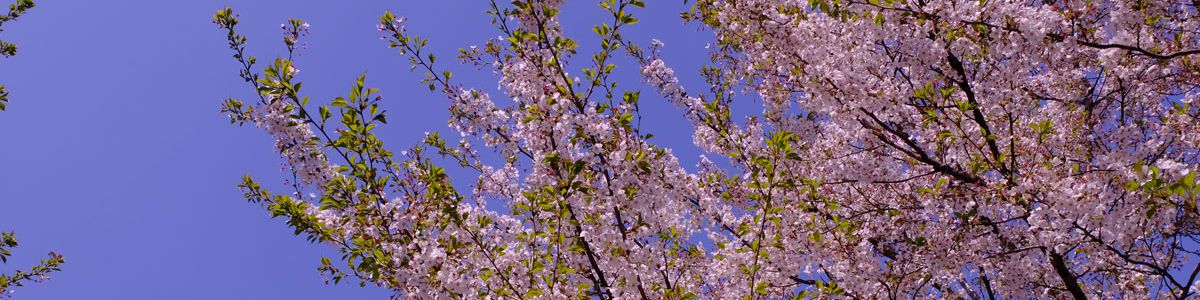 user-banner-image