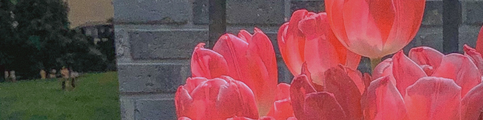 user-banner-image