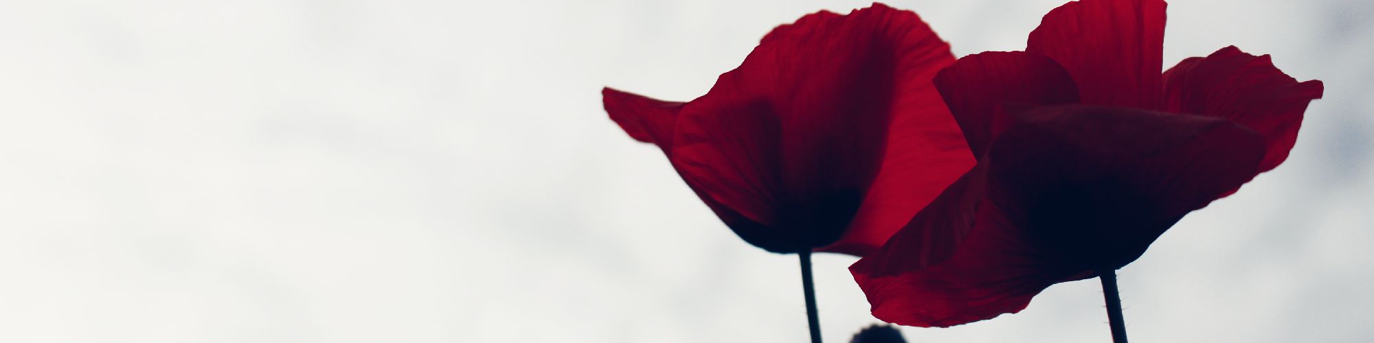 user-banner-image