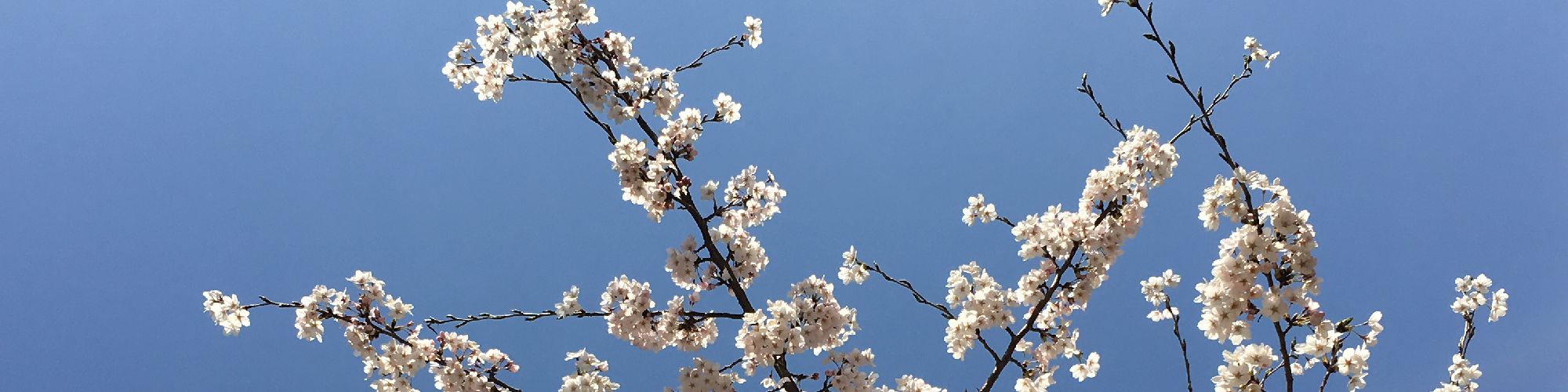 user-banner-image