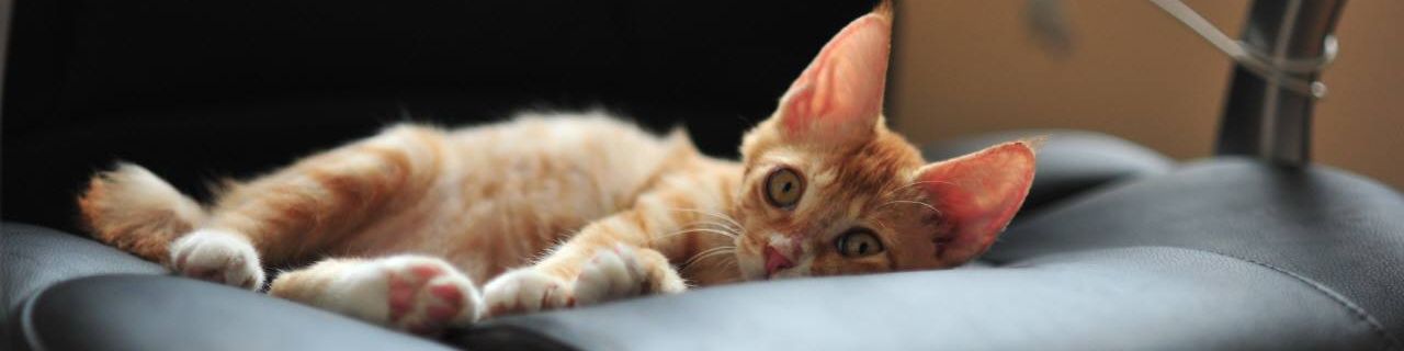 user-banner-image