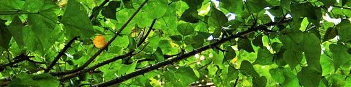 user-banner-image