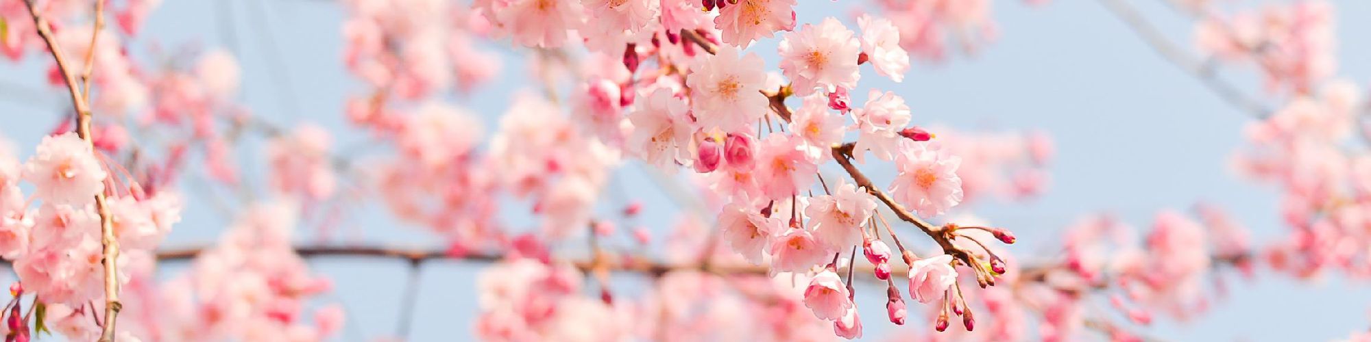 user-banner-image