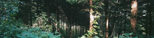 user-banner-image