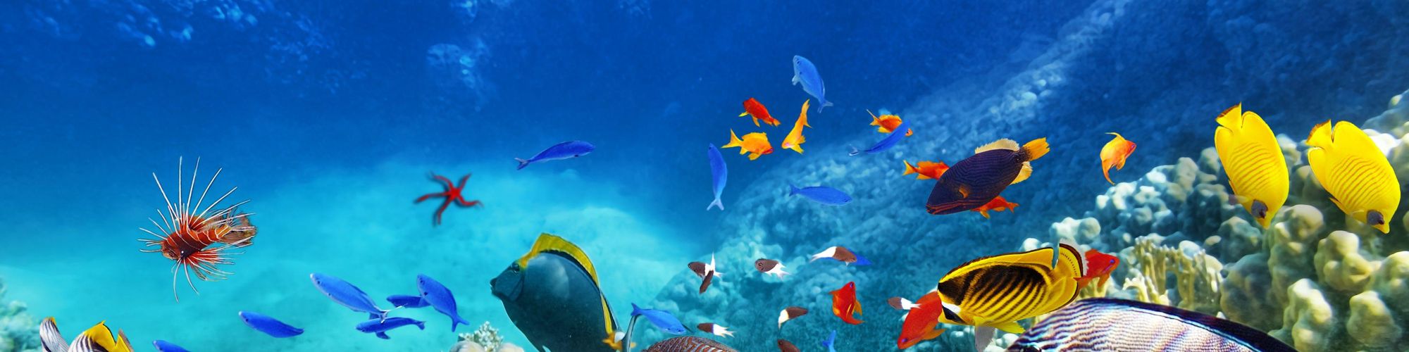 user-banner-image