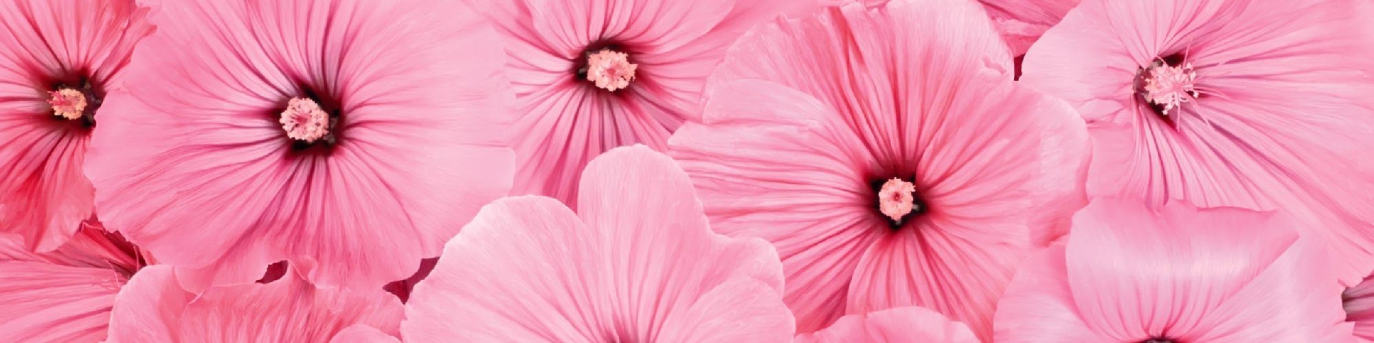 user-banner-image