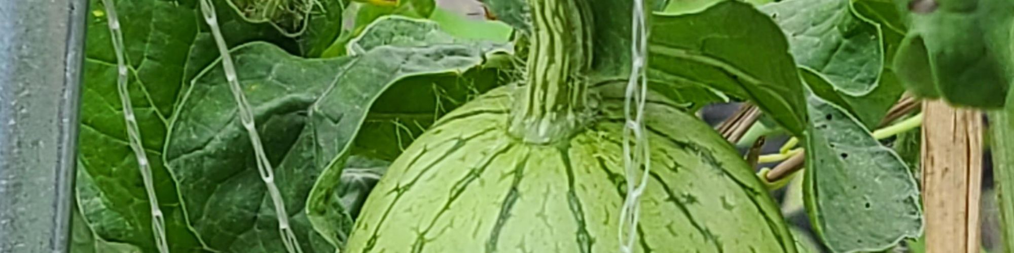 user-banner-image