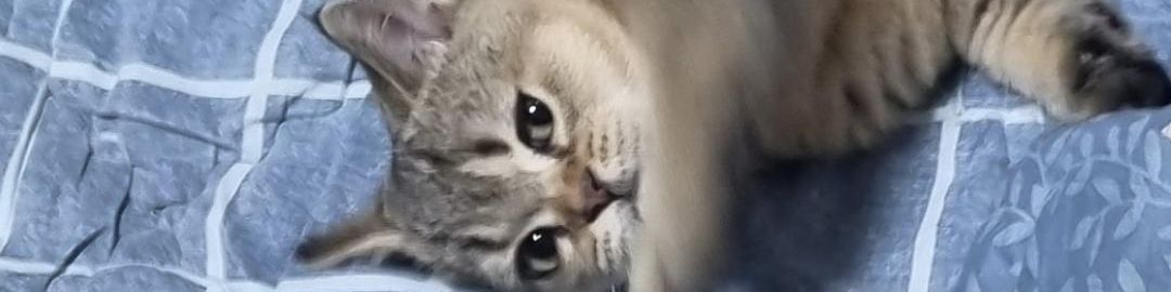 user-banner-image