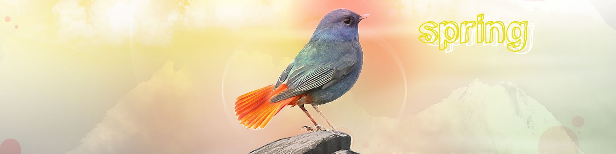 user-banner-image