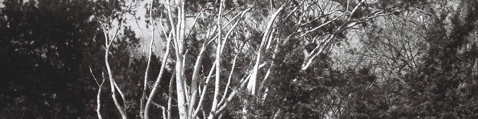 user-banner-image