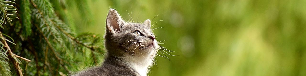 user-banner-image